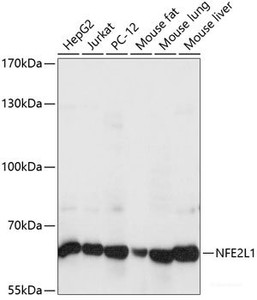 Western blot analysis of extracts of various cell lines using NFE2L1 Polyclonal Antibody at dilution of 1:1000.