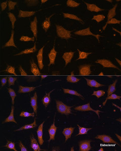 Immunofluorescence analysis of L929 cells using PDE6D Polyclonal Antibody at dilution of 1:100 (40x lens) . Blue: DAPI for nuclear staining.