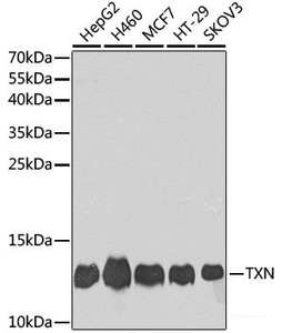 Western blot analysis of extracts of various cell lines using TXN Polyclonal Antibody at dilution of 1:1000.