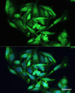 Immunofluorescence analysis of U2OS cells using XBP1 Polyclonal Antibody at dilution of 1:100. Blue: DAPI for nuclear staining.