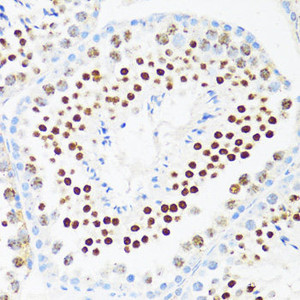 Immunohistochemistry of paraffin-embedded Mouse testis using DDX21 Polyclonal Antibody at dilution of 1:100 (40x lens) .