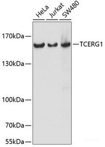 Western blot analysis of extracts of various cell lines using TCERG1 Polyclonal Antibody at dilution of 1:1000.