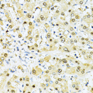 Immunohistochemistry of paraffin-embedded Human liver using ITGB3BP Polyclonal Antibody at dilution of 1:100 (40x lens) .