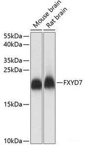 Western blot analysis of extracts of various cell lines using FXYD7 Polyclonal Antibody at dilution of 1:1000.