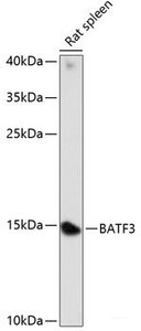 Western blot analysis of extracts of Rat spleen using BATF3 Polyclonal Antibody at dilution of 1:1000.