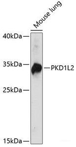 Western blot analysis of extracts of Mouse lung using PKD1L2 Polyclonal Antibody at dilution of 1:1000.