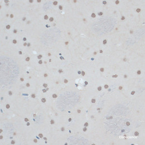 Immunohistochemistry of paraffin-embedded Rat brain using ZNF433 Polyclonal Antibody at dilution of 1:100 (40x lens) .