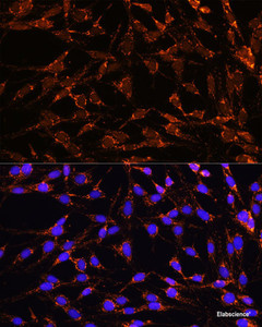 Immunofluorescence analysis of C6 cells using XK Polyclonal Antibody at dilution of 1:100. Blue: DAPI for nuclear staining.