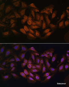 Immunofluorescence analysis of U-2 OS cells using CNBP Polyclonal Antibody at dilution of 1:100. Blue: DAPI for nuclear staining.