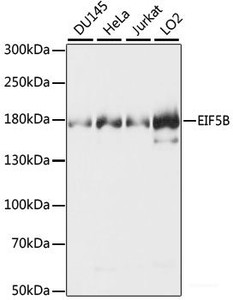 Western blot analysis of extracts of various cell lines using EIF5B Polyclonal Antibody.