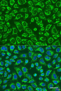 Immunofluorescence analysis of U2OS cells using MAP4K5 Polyclonal Antibody at dilution of 1:100. Blue: DAPI for nuclear staining.