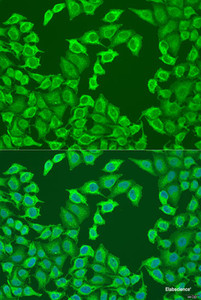 Immunofluorescence analysis of U2OS cells using NCAPH Polyclonal Antibody at dilution of 1:100. Blue: DAPI for nuclear staining.