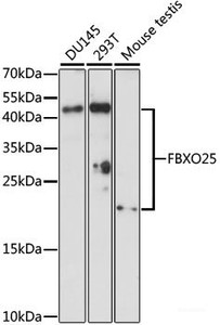 Western blot analysis of extracts of various cell lines using FBXO25 Polyclonal Antibody at dilution of 1:1000.