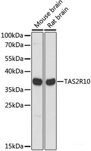 Western blot analysis of extracts of various cell lines using TAS2R10 Polyclonal Antibody at dilution of 1:1000.