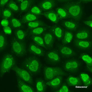 Immunofluorescence analysis of U2OS cells using TERF2IP Polyclonal Antibody at dilution of 1:100. Blue: DAPI for nuclear staining.