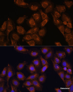 Immunofluorescence analysis of U-2 OS cells using UPF1 Polyclonal Antibody at dilution of 1:100. Blue: DAPI for nuclear staining.