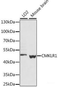 Western blot analysis of extracts of various cell lines using CMKLR1 Polyclonal Antibody at dilution of 1:1000.