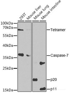 Western blot analysis of extracts of various cell lines using Caspase-7 Polyclonal Antibody at dilution of 1:1000.