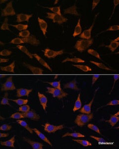 Immunofluorescence analysis of L929 cells using RPS25 Polyclonal Antibody at dilution of 1:100. Blue: DAPI for nuclear staining.