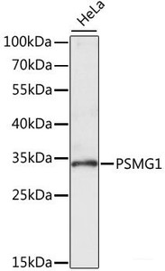 Western blot analysis of extracts of HeLa cells using PSMG1 Polyclonal Antibody at dilution of 1:1000.