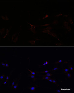 Immunofluorescence analysis of C6 cells using SUCLG1 Polyclonal Antibody at dilution of 1:100. Blue: DAPI for nuclear staining.