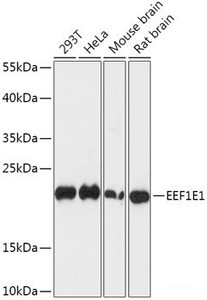 Western blot analysis of extracts of various cell lines using EEF1E1 Polyclonal Antibody at dilution of 1:1000.