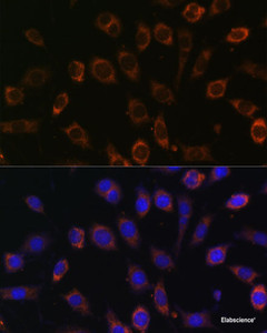 Immunofluorescence analysis of L929 cells using TCIRG1 Polyclonal Antibody at dilution of 1:100 (40x lens) . Blue: DAPI for nuclear staining.