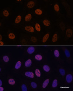 Immunofluorescence analysis of U-2 OS cells using WDHD1 Polyclonal Antibody at dilution of 1:100. Blue: DAPI for nuclear staining.