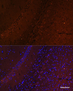 Immunofluorescence analysis of Mouse brain using RUSC1 Polyclonal Antibody at dilution of 1:100. Blue: DAPI for nuclear staining.