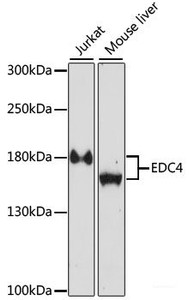 Western blot analysis of extracts of various cell lines using EDC4 Polyclonal Antibody at dilution of 1:1000.