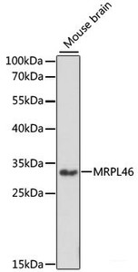 Western blot analysis of extracts of Mouse brain using MRPL46 Polyclonal Antibody at dilution of 1:1000.