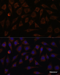 Immunofluorescence analysis of L929 cells using VILL Polyclonal Antibody at dilution of 1:100. Blue: DAPI for nuclear staining.