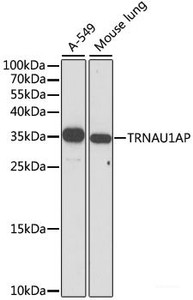 Western blot analysis of extracts of various cell lines using TRNAU1AP Polyclonal Antibody at dilution of 1:1000.