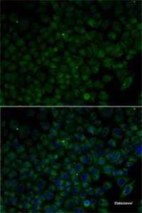 Immunofluorescence analysis of HeLa cells using ANG Polyclonal Antibody