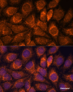 Immunofluorescence analysis of HeLa cells using MRPS14 Polyclonal Antibody at dilution of 1:100. Blue: DAPI for nuclear staining.