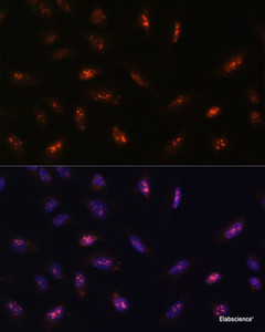 Immunofluorescence analysis of U-2 OS cells using LLPH Polyclonal Antibody at dilution of 1:100. Blue: DAPI for nuclear staining.
