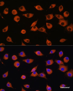 Immunofluorescence analysis of L929 cells using DNER Polyclonal Antibody at dilution of 1:100. Blue: DAPI for nuclear staining.