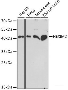 Western blot analysis of extracts of various cell lines using HEXIM2 Polyclonal Antibody at dilution of 1:1000.