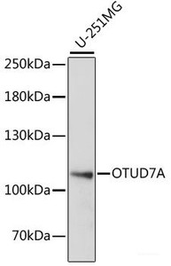 Western blot analysis of extracts of U-251MG cells using OTUD7A Polyclonal Antibody at dilution of 1:1000.