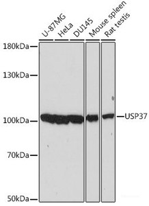 Western blot analysis of extracts of various cell lines using USP37 Polyclonal Antibody at dilution of 1:2000.