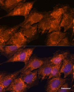 Immunofluorescence analysis of C6 cells using IPO4 Polyclonal Antibody at dilution of 1:100. Blue: DAPI for nuclear staining.
