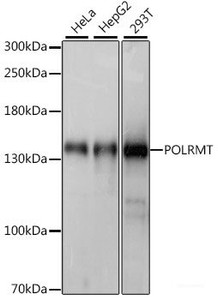 Western blot analysis of extracts of various cell lines using POLRMT Polyclonal Antibody at dilution of 1:1000.
