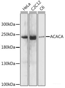 Western blot analysis of extracts of various cell lines using ACACA Polyclonal Antibody at dilution of 1:1000.