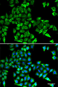 Immunofluorescence analysis of HeLa cells using CST3 Polyclonal Antibody