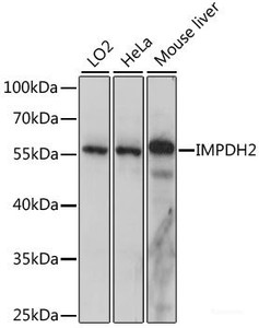 Western blot analysis of extracts of various cell lines using IMPDH2 Polyclonal Antibody at dilution of 1:1000.