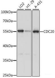 Western blot analysis of extracts of various cell lines using CDC20 Polyclonal Antibody at dilution of 1:1000.
