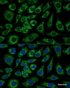 Immunofluorescence analysis of L929 cells using NDUFA4 Polyclonal Antibody at dilution of 1:100 (40x lens) . Blue: DAPI for nuclear staining.