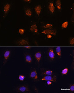 Immunofluorescence analysis of U-2 OS cells using RPL34 Polyclonal Antibody at dilution of 1:100. Blue: DAPI for nuclear staining.