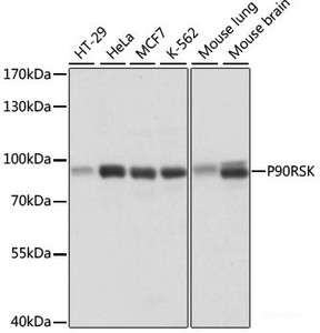 Western blot analysis of extracts of various cell lines using P90RSK Polyclonal Antibody at dilution of 1:1000.
