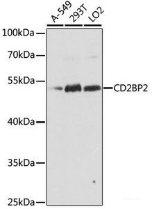 Western blot analysis of extracts of various cell lines using CD2BP2 Polyclonal Antibody at dilution of 1:1000.